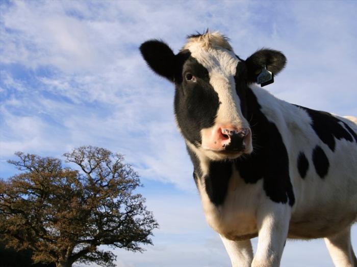 A Holstein heiffer looks alluringly at the camera (Joe Gough)
